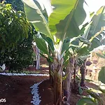 El Pajal House Relax By Interhome * Santa Úrsula